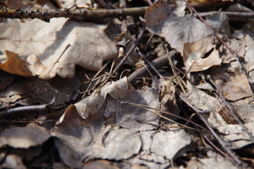 Natural background of opal foliage and pine needles

