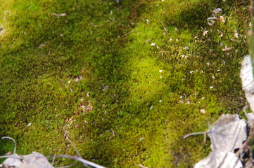 Moss carpet in the forest
