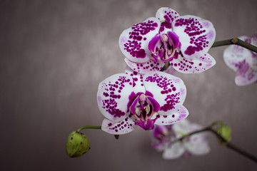 flowers orchids floriculture home plants