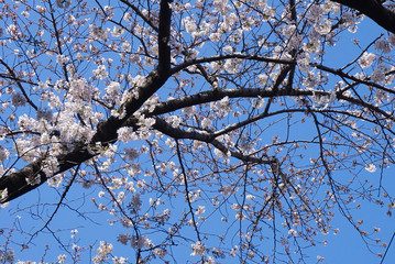 Obraz premium 桜