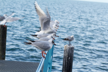 seagulls birds close to a lake