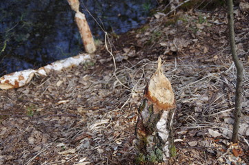 Traces of the life of a beaver in the forest