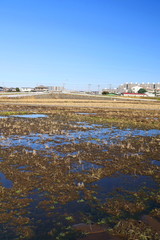 水たまりのある冬の朝の田圃風景