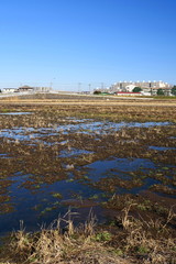Fototapeta premium 水たまりのある冬の朝の田圃風景