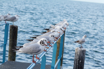 seagulls birds close to a lake