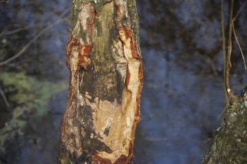 Traces of the life of a beaver in the forest