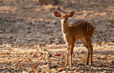 young nyala standing alone