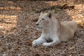 female african lion