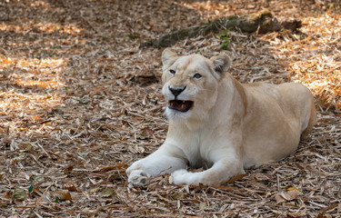 female african lion