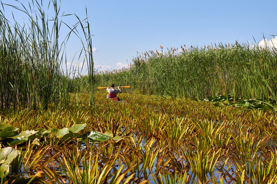 Man in kayak row on the river among aquatic plants Stratiotes aloides, commonly known as water soldiers or water pineapple at sunny summer day. Kayaking in wildlife