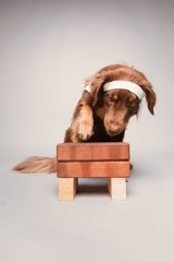 Hund trainiert Karate
