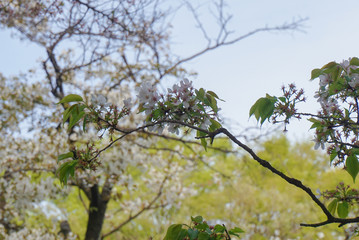桜