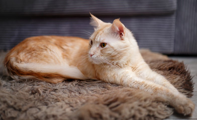 a young, lazy maine coon cat lies on the floor on a fur coat