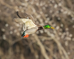 Obraz premium Mallard in flight