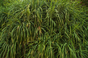 Palm Foliage Background