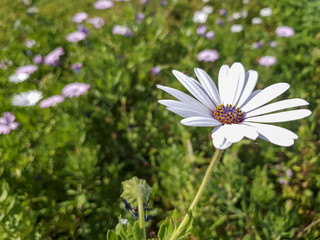 daisy in the grass