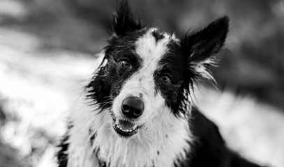 Fototapeta premium funny border collie having fun in the field and shaking water