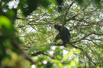 Black Monkey on a Tree