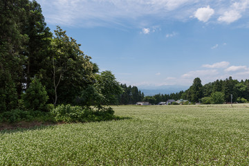 喜多方　蕎麦畑