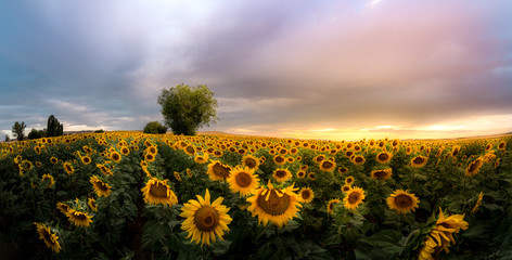 Fototapeta premium incredible sunset with a nice sunflower field landscape
