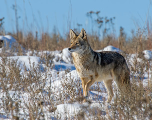 Obraz premium Coyote in the snow