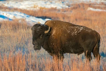 Outdoor kussens Bison in the snow © David McGowen