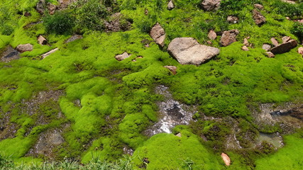 stream in the forest
