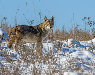 Coyote in the snow