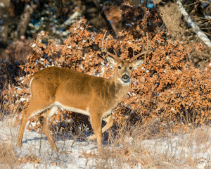 White-tailed Deer Buck in the snow