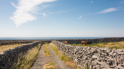 A quiet country road and cattle grazing on Inisheer, the smallest of the Aran Islands off the coast of Galway, Ireland. The Atlantic Ocean can be seen in the distance.