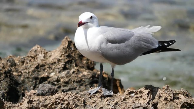 Nahaufnahme einer Korallenm&ouml;we, Ichthyaetus audouinii