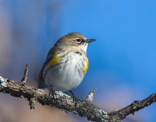 Yellow-rumped Warbler on a perch