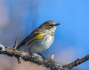 Yellow-rumped Warbler on a perch
