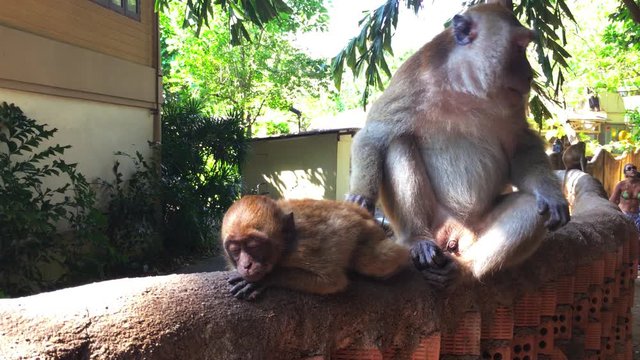 A monkey taking care of her baby in Thailand