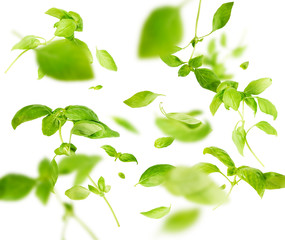Vividly flying in the air green basil leaves isolated on white background