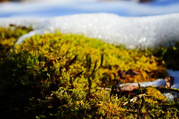 The trunk of an old tree with lichen and moss. Snow on a tree trunk. Late autumn or early winter in a birch forest