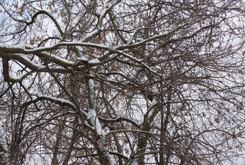 branches of a tree in the snow