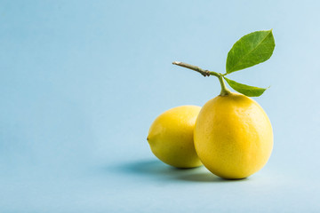 Two ripe lemons with a branch and leaves on a blue background. Side view.