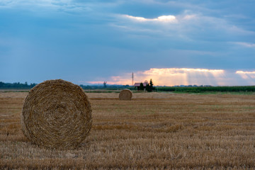 ales in a harvested corn field at sunset