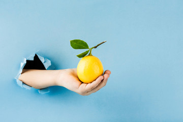 A ripe lemon with a branch and leaves in the hand from the hole in the paper wall on a blue...