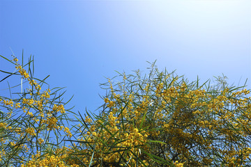 Blooming yellow mimosa flowers against a blue sky.
