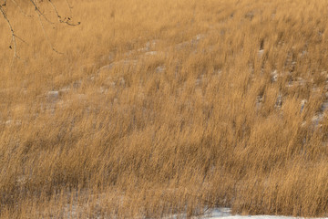 field of dry grass with ears and snow in winter