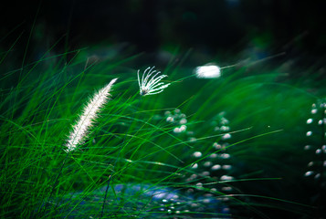 Spring white grass flower nature in the morning