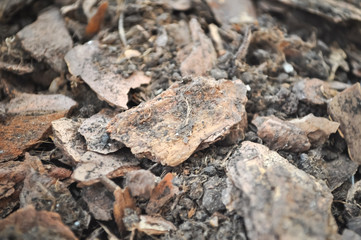 ubstrate soil for planting orchids