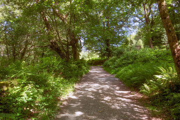 Fototapeta na wymiar Deserted woodland trail at Glendalough, Co. Wicklow, Ireland.