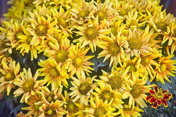 Chrysanthemum flower in full bloom in garden