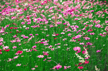 Obraz premium field of cosmos flowers blooming in garden