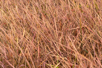 rice pink lady and rice berry in nature background