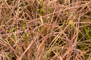 rice pink lady and rice berry in nature background