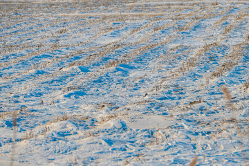 Field with furrows covered with snow in winter